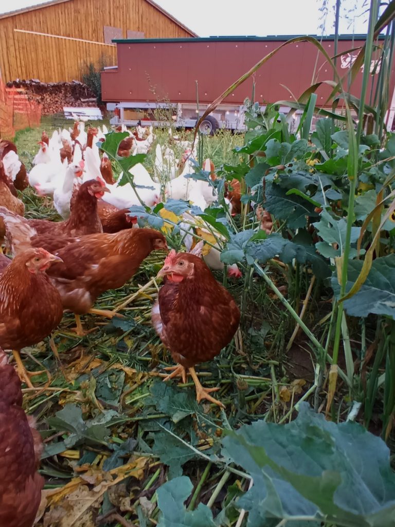 Osterdorfer Landgenuss - Mobiler Hühnerstall Altmühljura in Franken bei Pappenheim