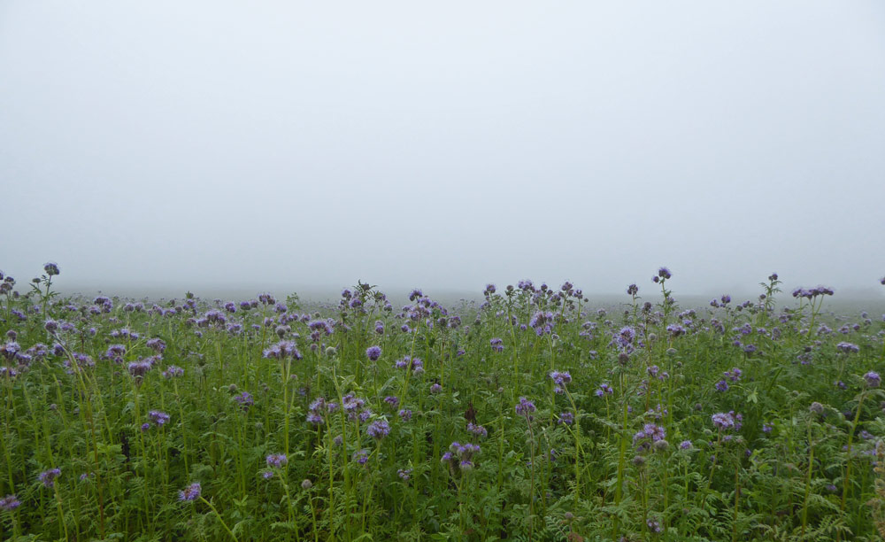 Phacaeliafeld im Nebel