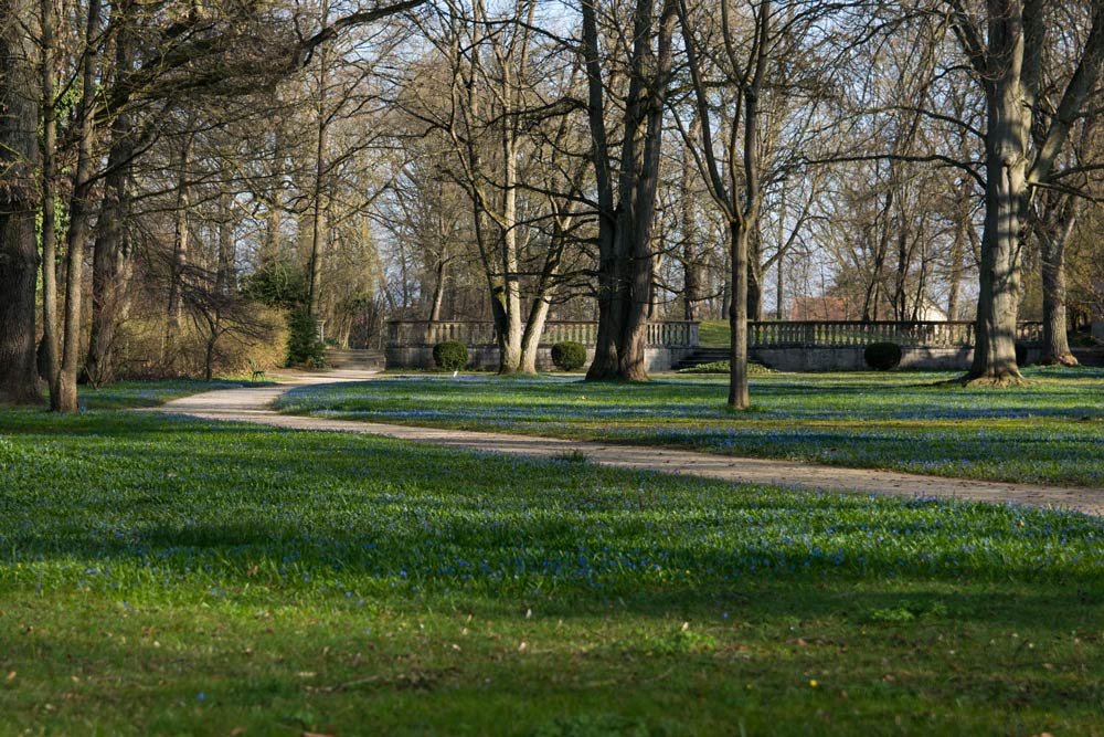 Blausternchen im Ellinger Schlossgarten